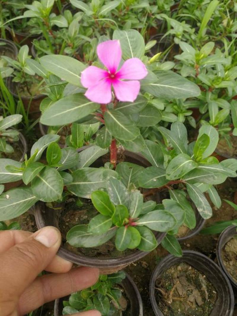 长春花种子日日春四季开花不断易种易活室内阳台盆栽庭院花种