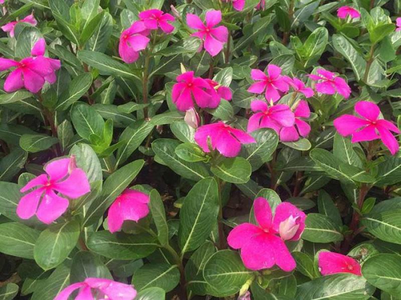 长春花种子日日春四季开花不断易种易活室内阳台盆栽庭院花种