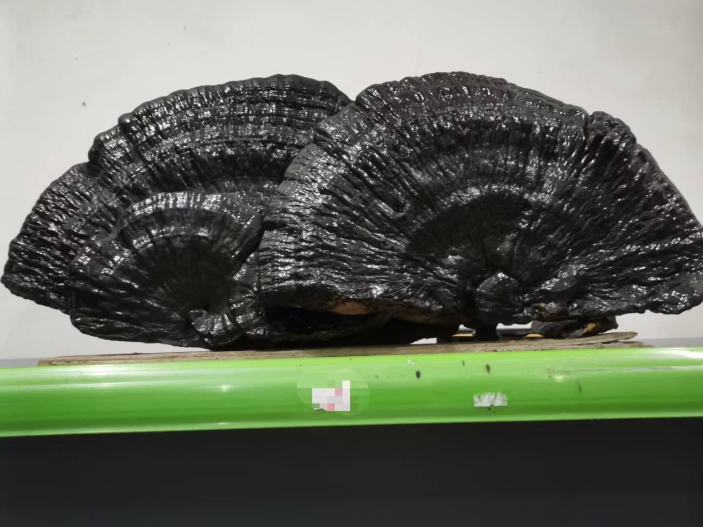 成品黑灵芝茶汤色泽金黄透亮,带有淡淡香气 黑灵芝泡茶方法 - 成品茶汤展示