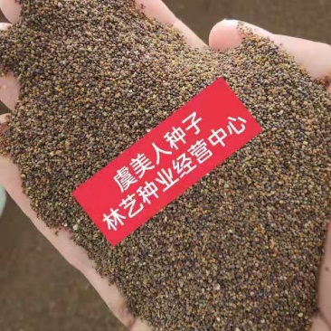虞美人种子四季开花耐寒多年生冰岛虞美人花籽庭院室内外花种