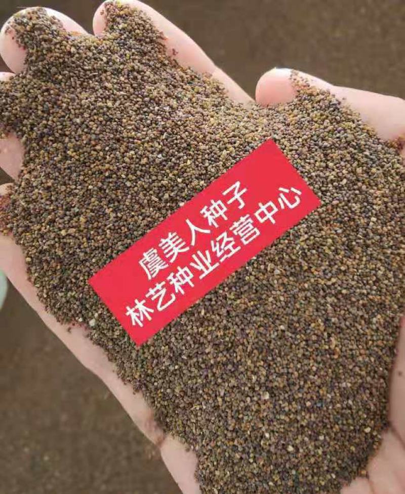 虞美人种子四季开花耐寒多年生冰岛虞美人花籽庭院室内外花种