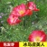 虞美人种子四季开花耐寒多年生冰岛虞美人花籽庭院室内外花种