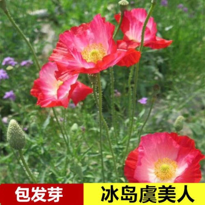 虞美人种子四季开花耐寒多年生冰岛虞美人花籽庭院室内外花种