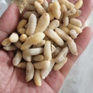 树蜂，土蜂各种级蜂蛹常年批发零售，欢迎大家咨询