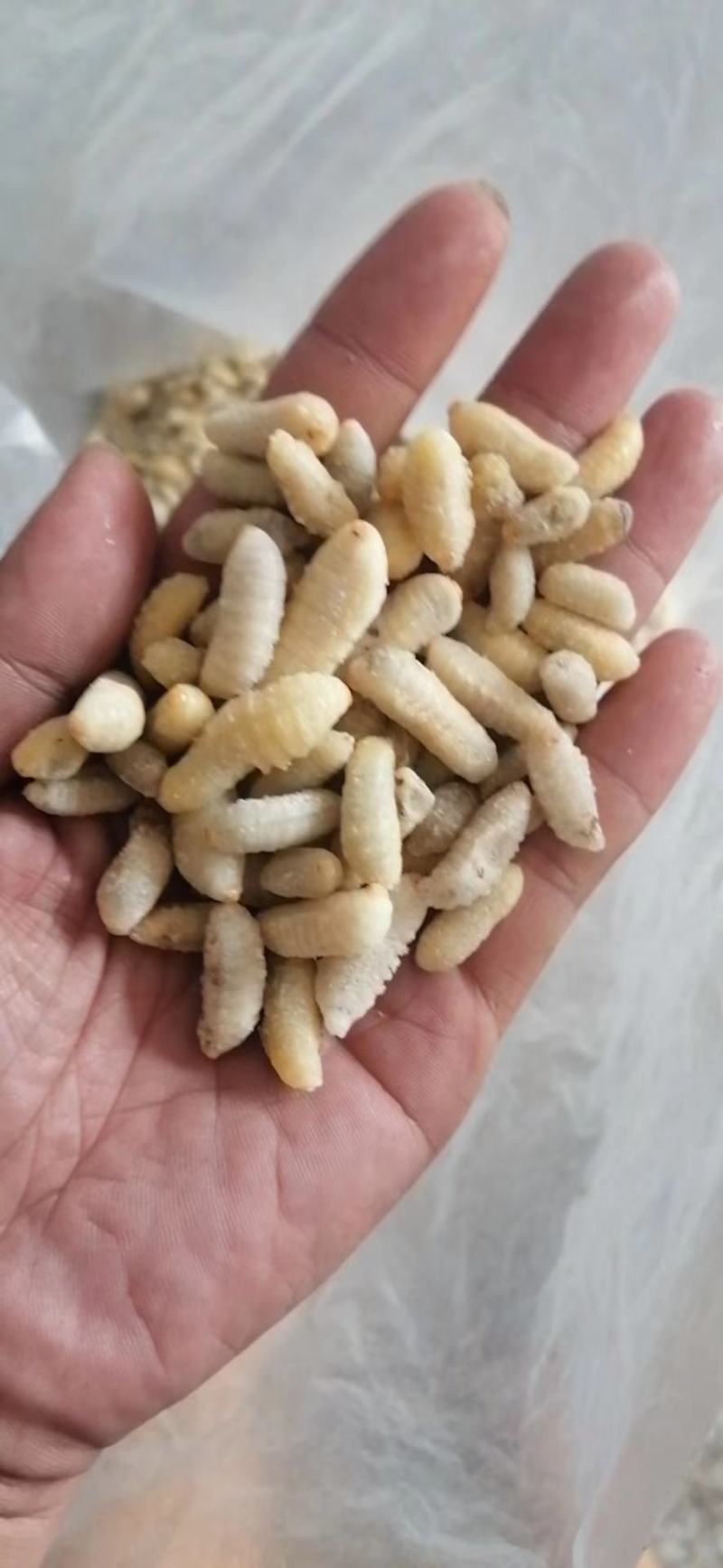 树蜂，土蜂各种级蜂蛹常年批发零售，欢迎大家咨询