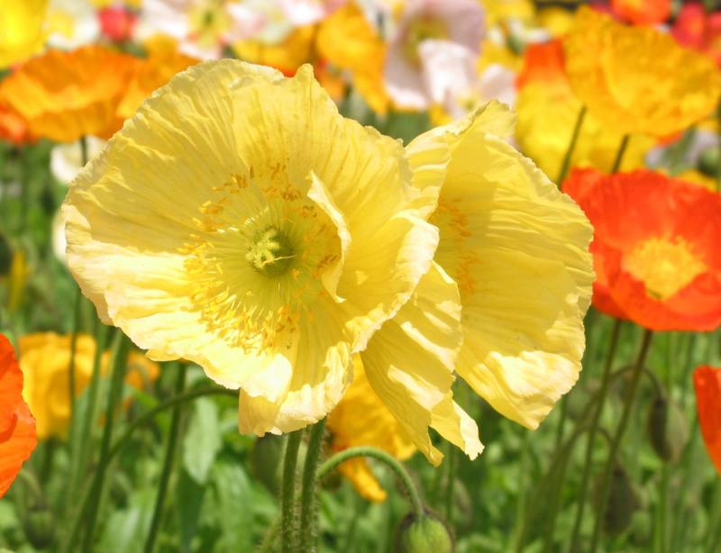 虞美人种子四季开花耐寒多年生冰岛虞美人花籽庭院室内外花种
