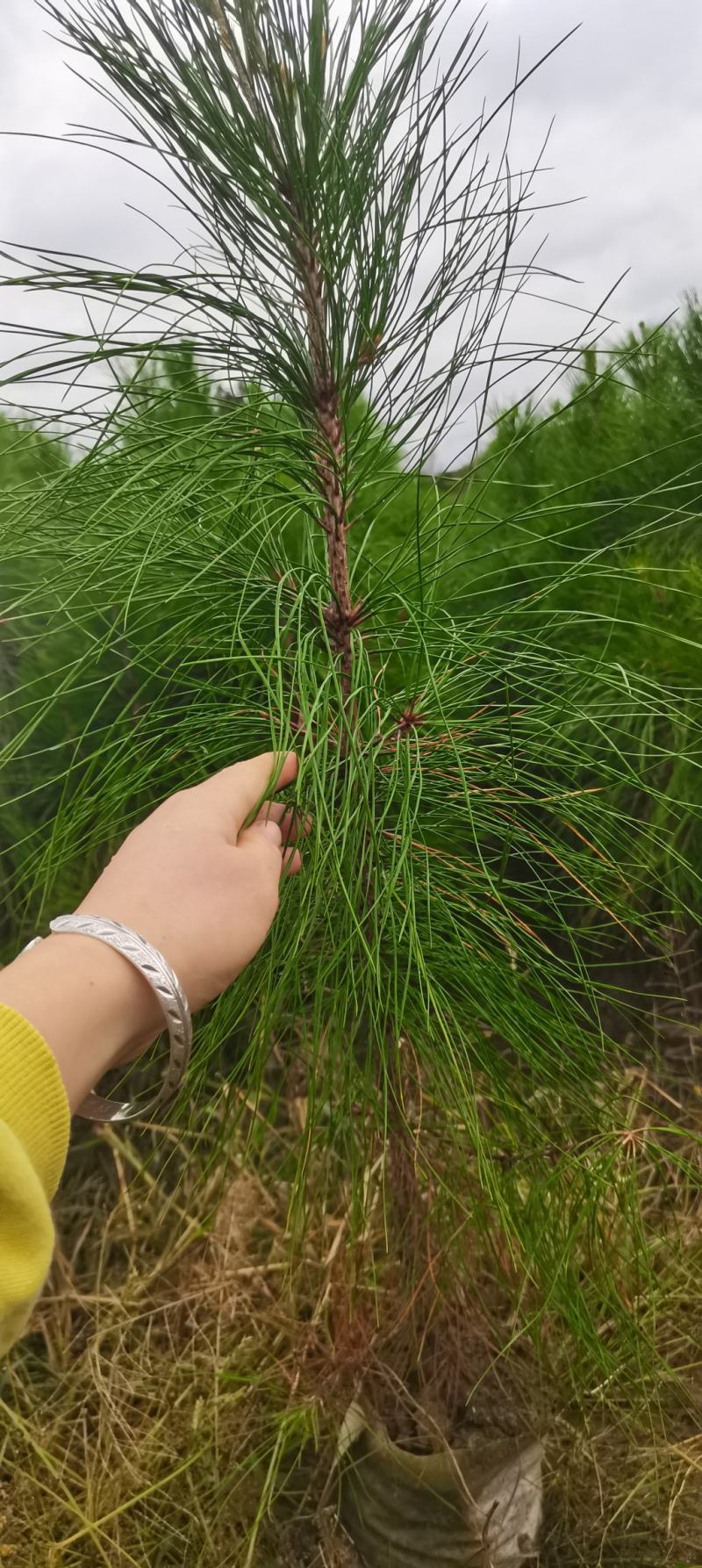 湿地松杯苗，高度60公分以上，无纺布袋苗供应