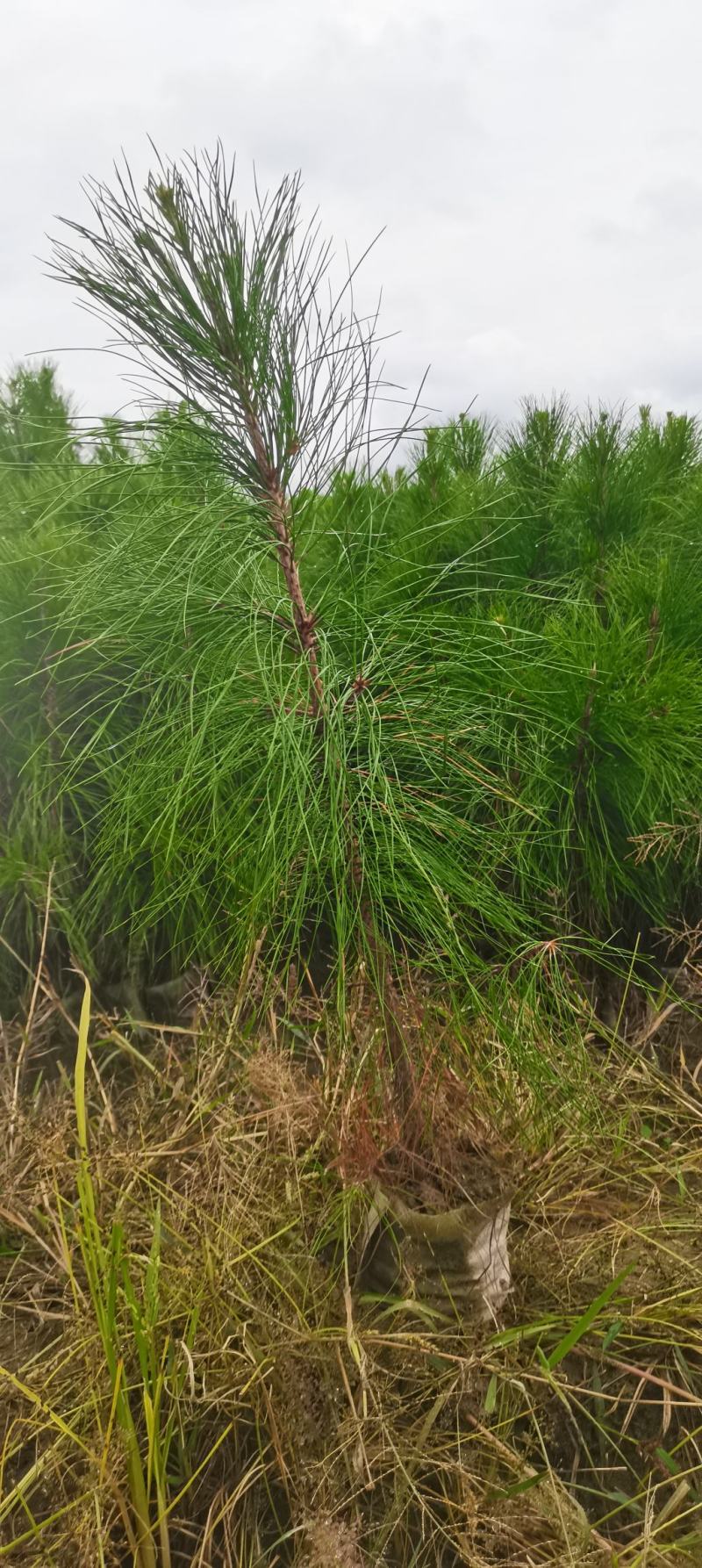 湿地松杯苗，高度60公分以上，无纺布袋苗供应