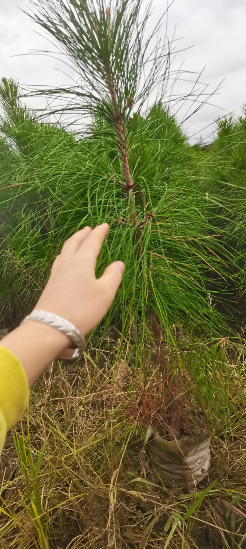 湿地松杯苗，高度60公分以上，无纺布袋苗供应