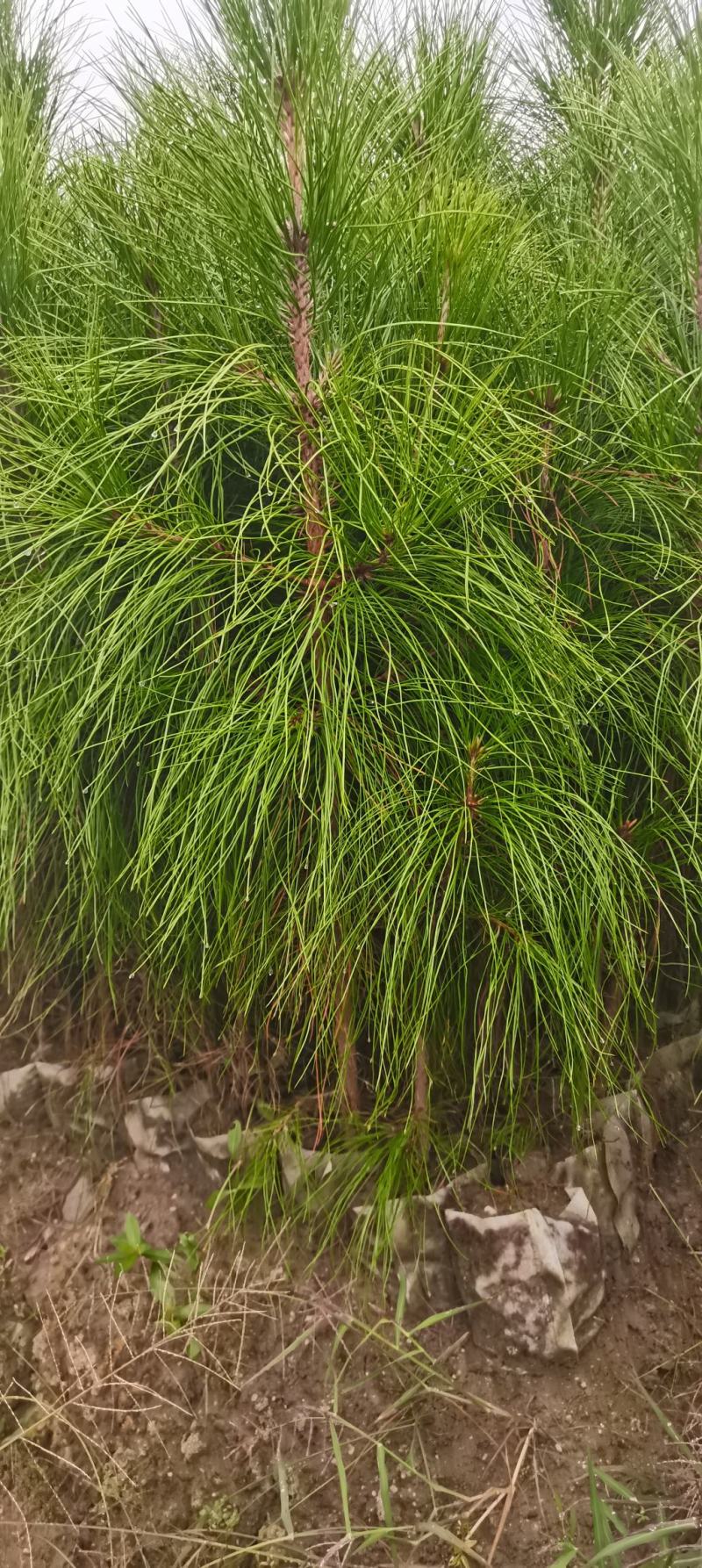 湿地松杯苗，高度60公分以上，无纺布袋苗供应