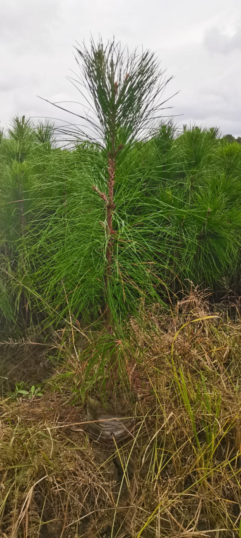 湿地松杯苗，高度60公分以上，无纺布袋苗供应