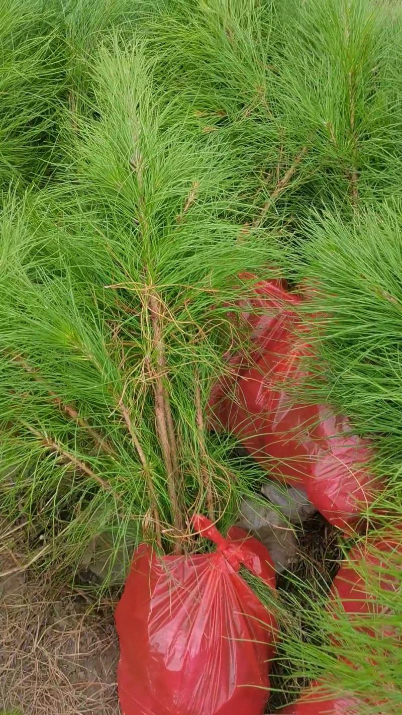 湿地松杯苗，高度60公分以上，无纺布袋苗供应