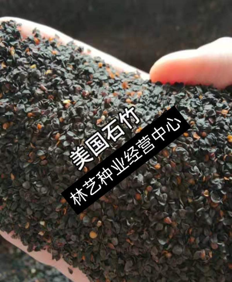 五彩石竹花种子四季易种室外庭院阳台景观美国石竹花种籽开花
