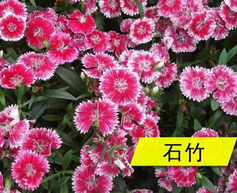 五彩石竹花种子四季易种室外庭院阳台景观美国石竹花种籽开花