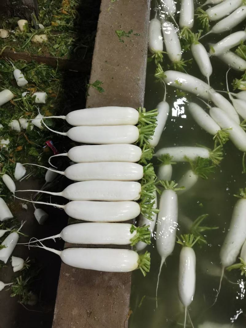 热销湖北优质白萝卜水洗预冷基地直发保质保量！