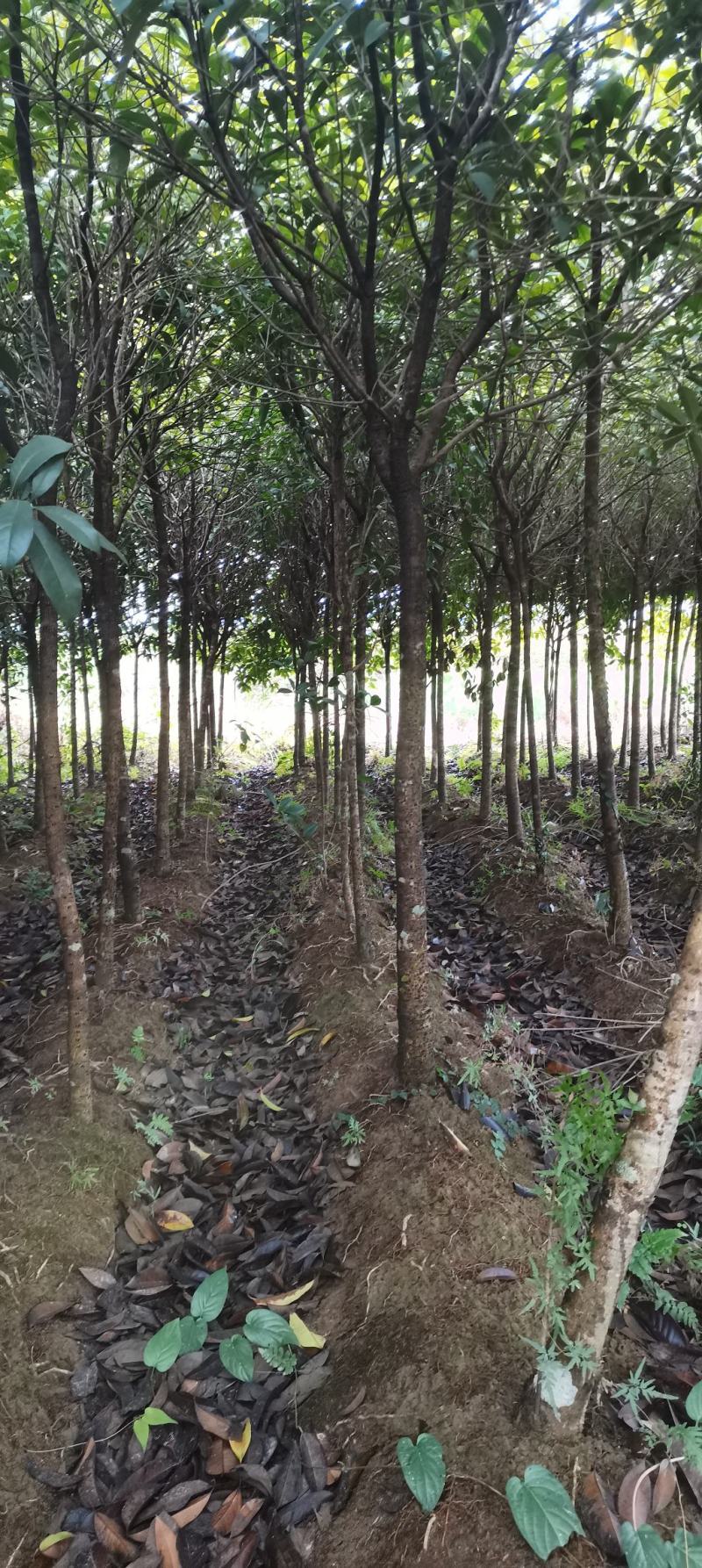 供应5公分桂花树，八月桂