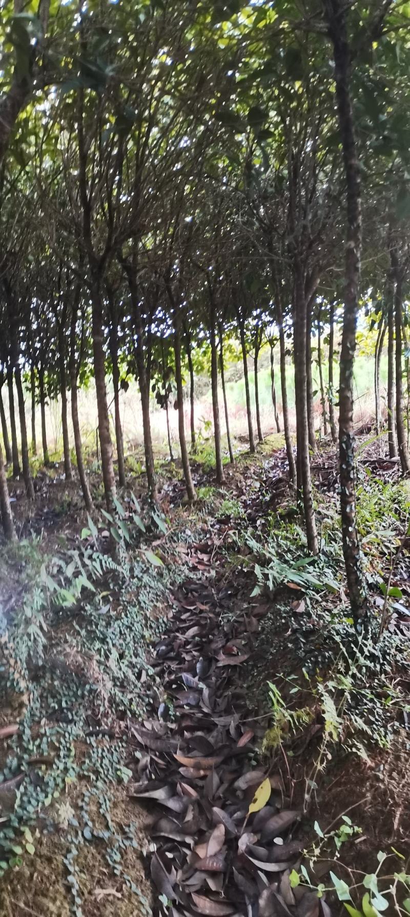 供应5公分桂花树，八月桂