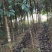 供应5公分桂花树，八月桂