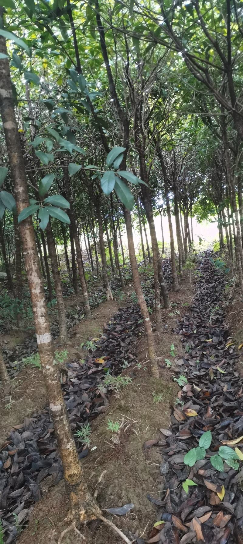 供应5公分桂花树，八月桂