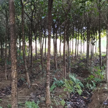 供应5公分桂花树，八月桂