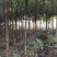 供应5公分桂花树，八月桂