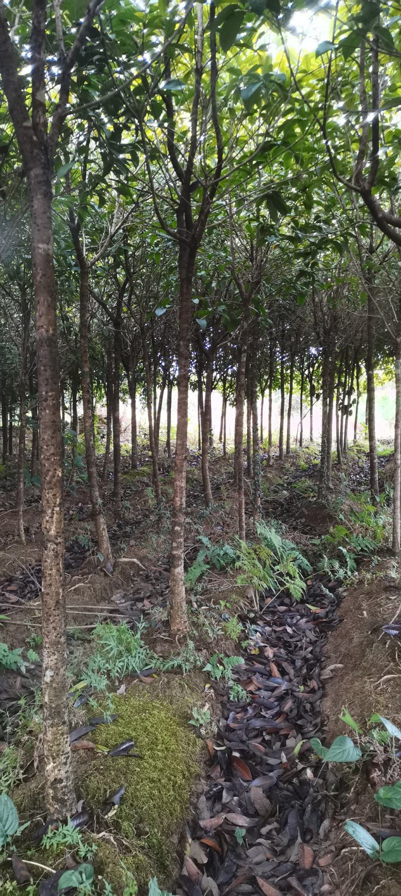 供应5公分桂花树，八月桂