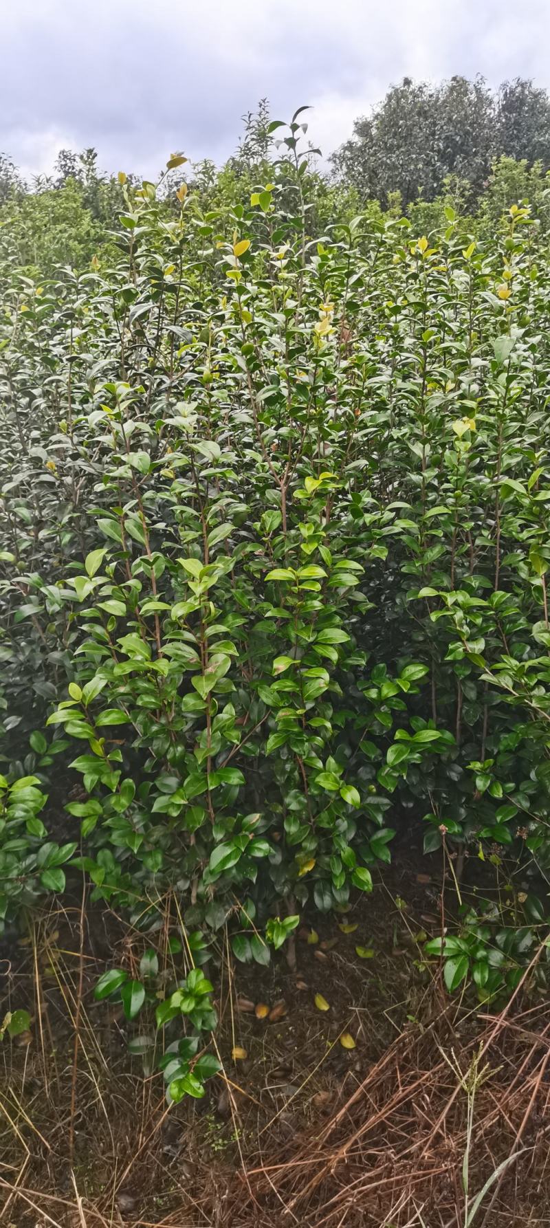 茶花小苗，2-3公分茶花，冠幅50-80公分以上