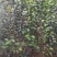 茶花小苗，2-3公分茶花，冠幅50-80公分以上