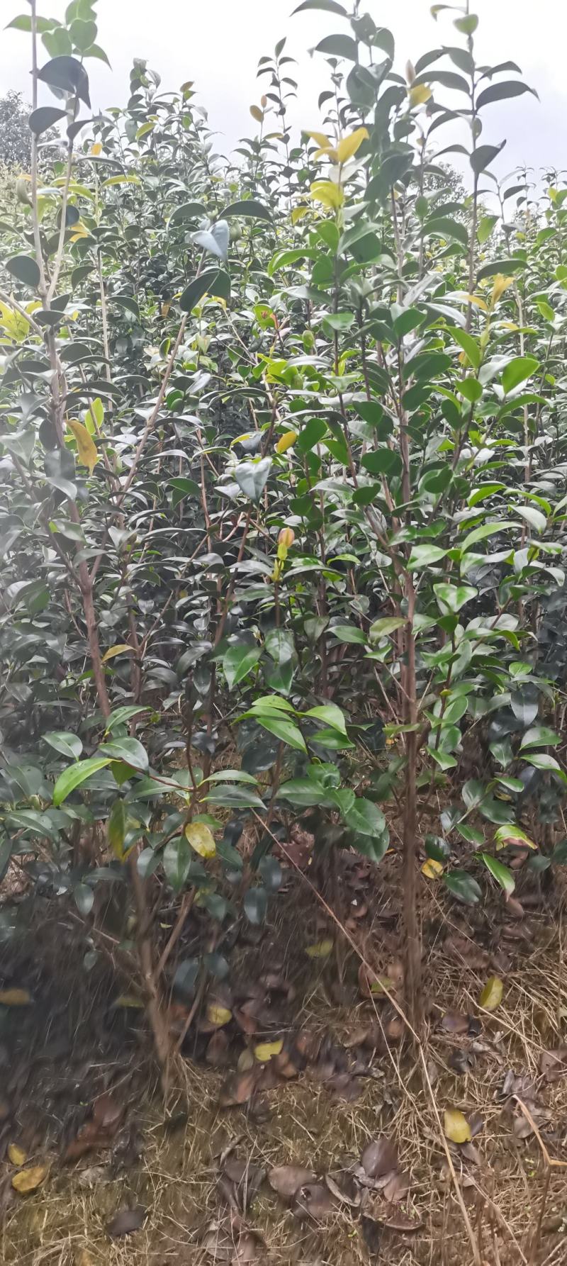 茶花小苗，2-3公分茶花，冠幅50-80公分以上