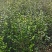 茶花小苗，2-3公分茶花，冠幅50-80公分以上