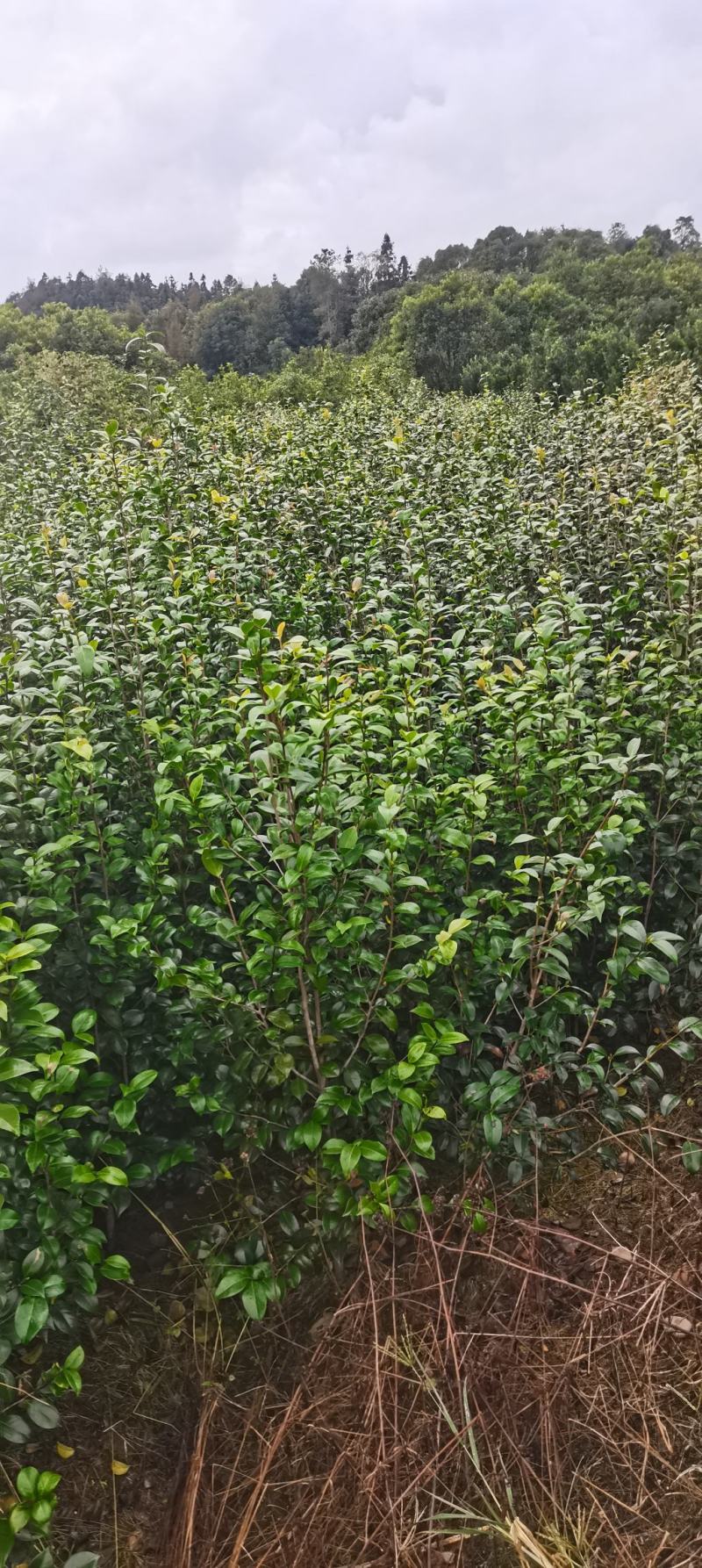 茶花小苗，2-3公分茶花，冠幅50-80公分以上