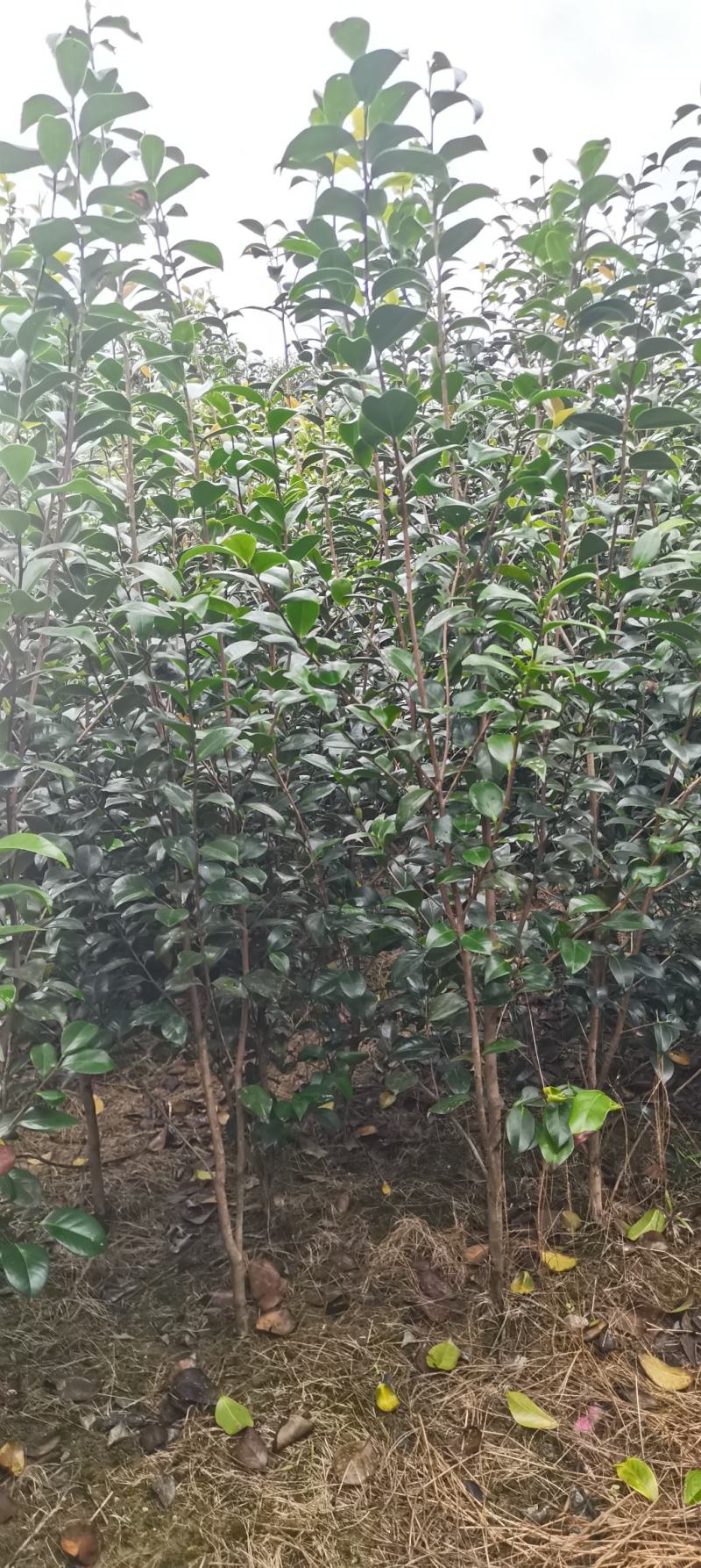 茶花小苗，2-3公分茶花，冠幅50-80公分以上