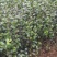 茶花小苗，2-3公分茶花，冠幅50-80公分以上