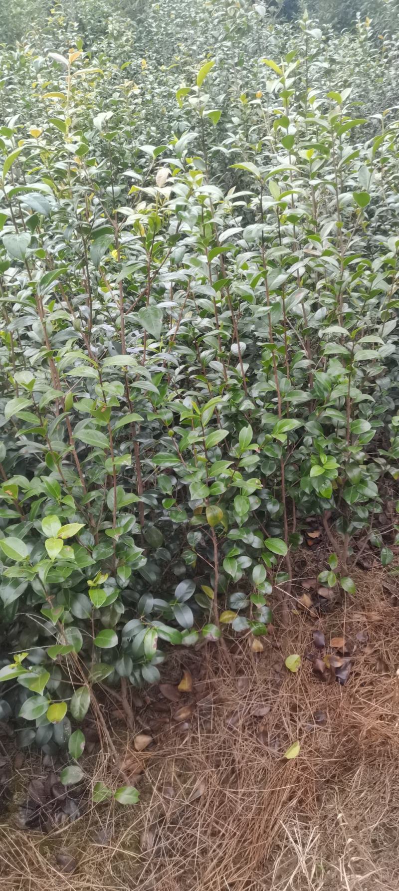 茶花小苗，2-3公分茶花，冠幅50-80公分以上