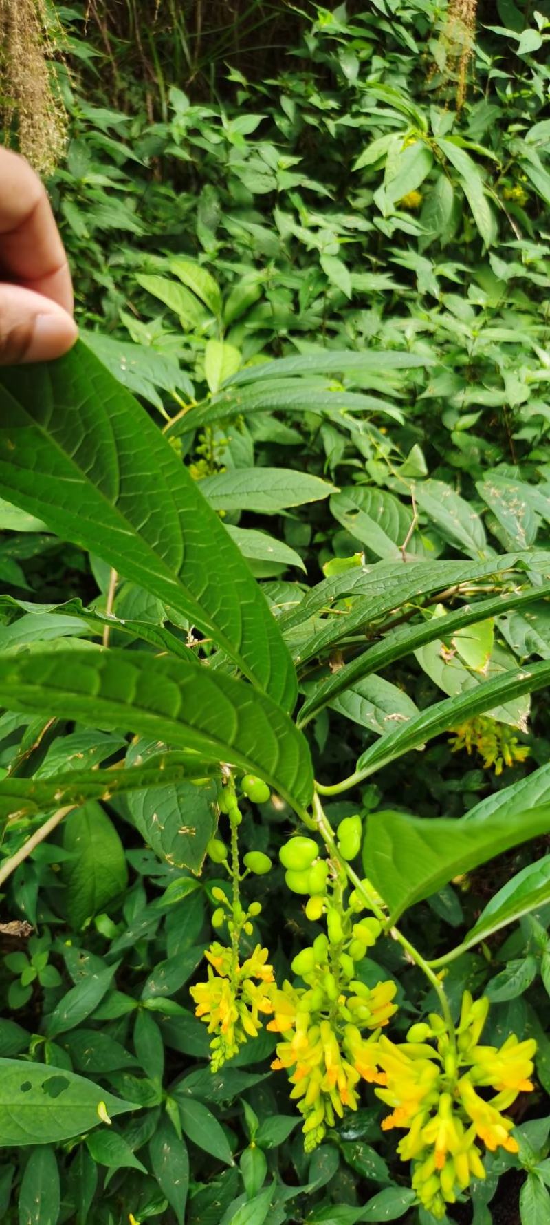 野生黄花倒水莲！鲜货，干货都有，倒吊黄，观音串，价格美丽