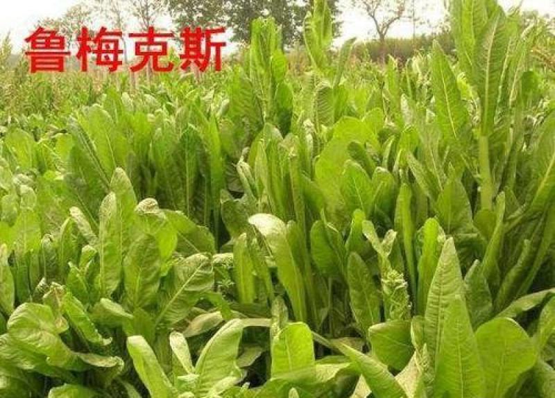鲁梅克斯种子高产耐寒牧草种子进口优质草籽牛羊猪鸡鸭鹅鱼食