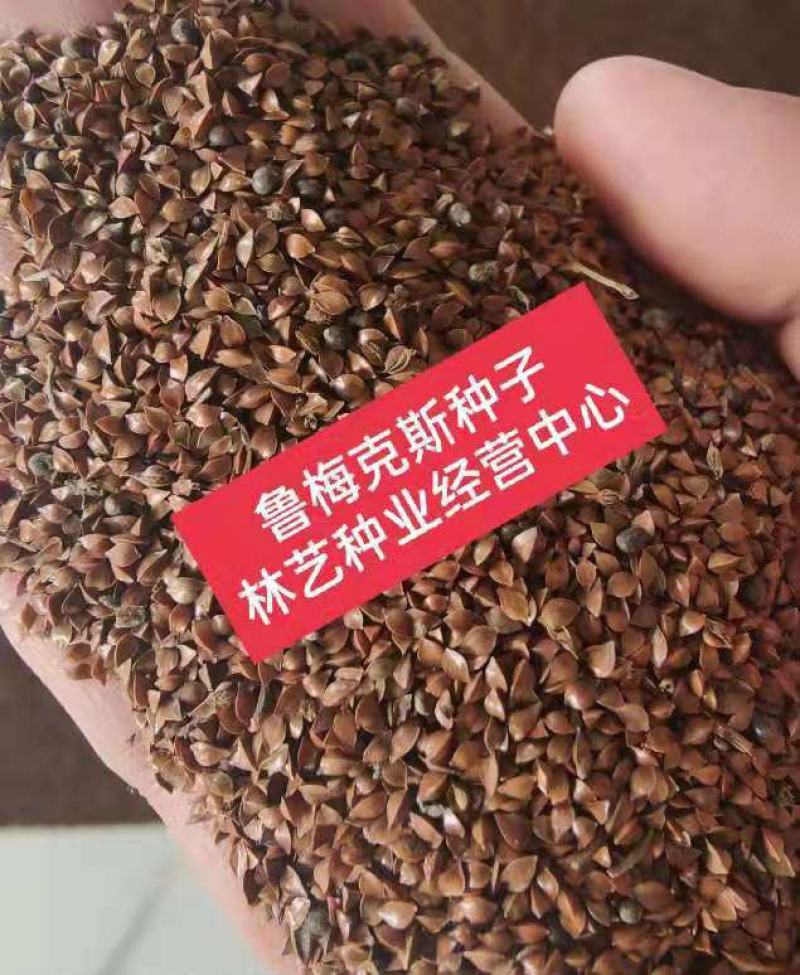 鲁梅克斯种子高产耐寒牧草种子进口优质草籽牛羊猪鸡鸭鹅鱼食
