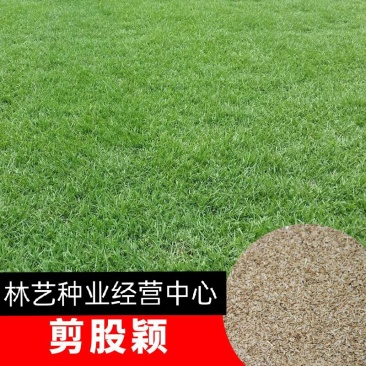 剪股颖包衣种子剪股颖细弱种子剪股颖匍匐种子庭院草坪种子
