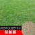 剪股颖包衣种子剪股颖细弱种子剪股颖匍匐种子庭院草坪种子
