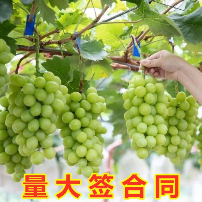 阳光玫瑰葡萄苗，夏黑，5BB，3309-品种保证假一倍十