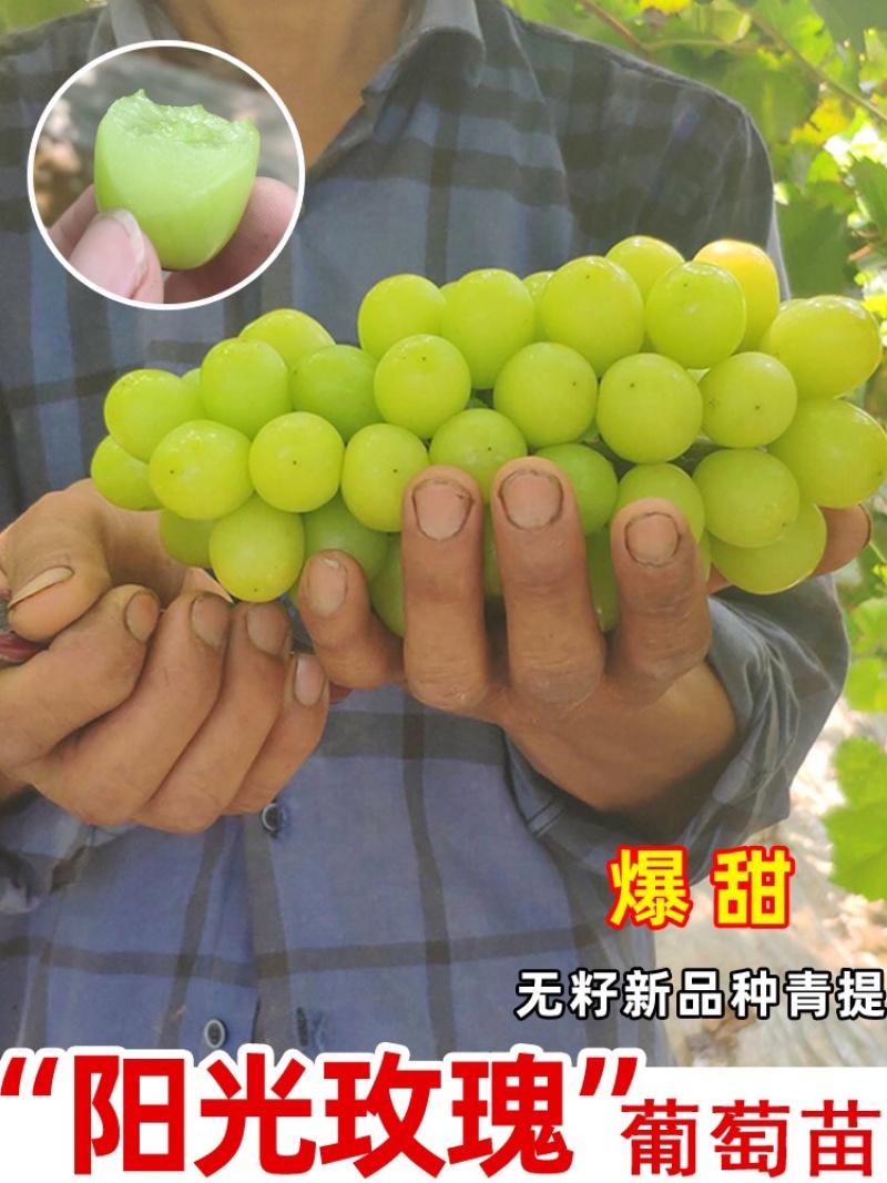 阳光玫瑰葡萄苗，夏黑，5BB，3309-品种保证假一倍十