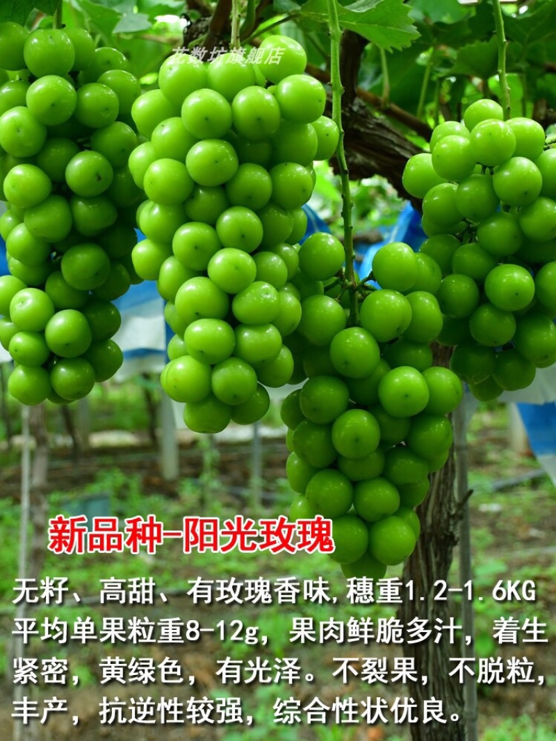 阳光玫瑰葡萄苗，夏黑，5BB，3309-品种保证假一倍十