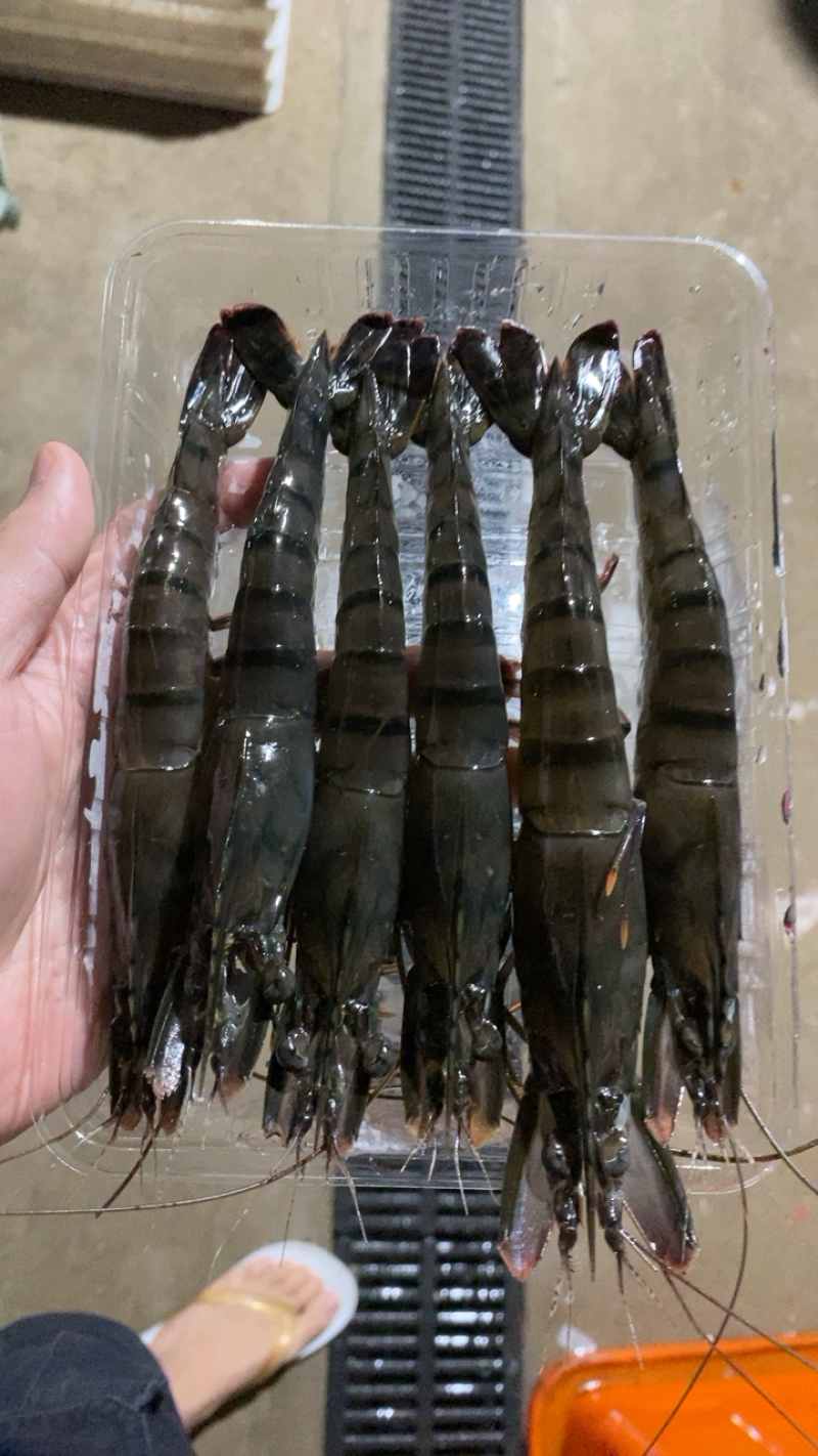 本港给虎虾🦐，大规格全系上线