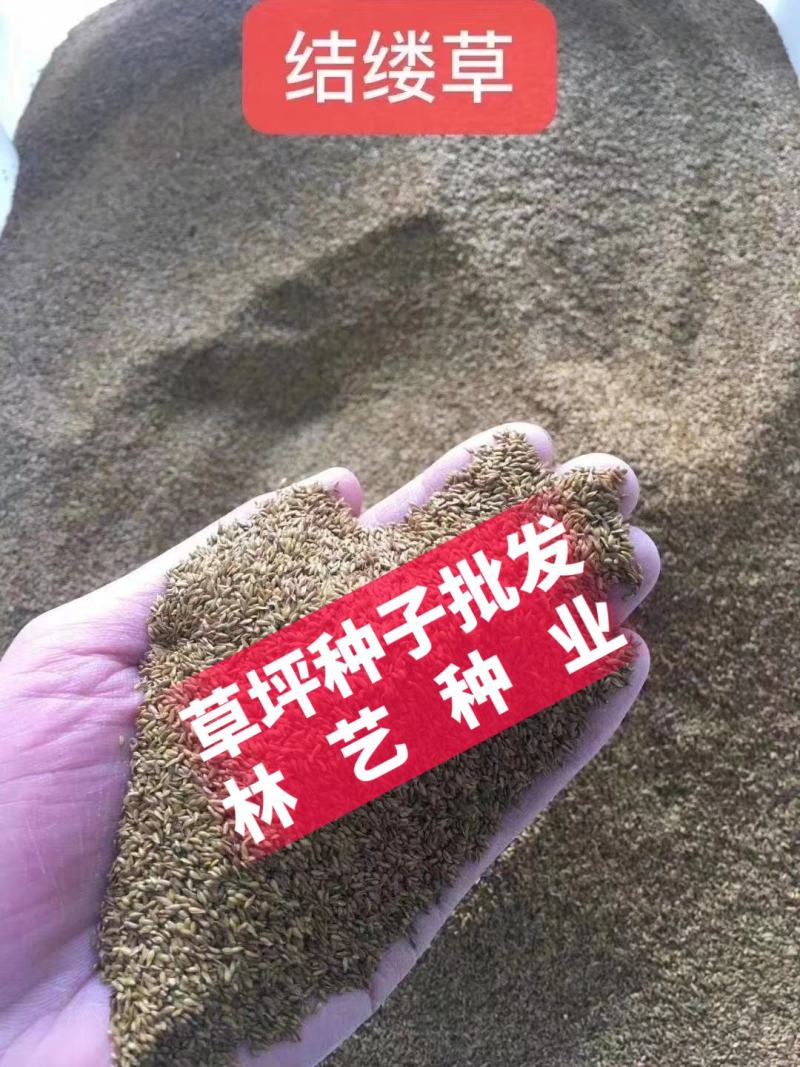 日本结缕草种子进口草坪草籽四季长青矮生耐践踏庭院足球场
