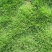 日本结缕草种子进口草坪草籽四季长青矮生耐践踏庭院足球场