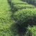 日本结缕草种子进口草坪草籽四季长青矮生耐践踏庭院足球场