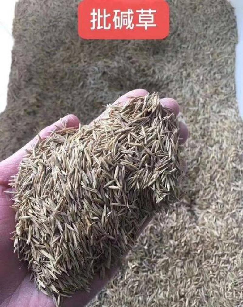 披碱草种子耐旱耐盐碱牧草种籽抗风沙抗寒草坪种子鸭碱茅草种