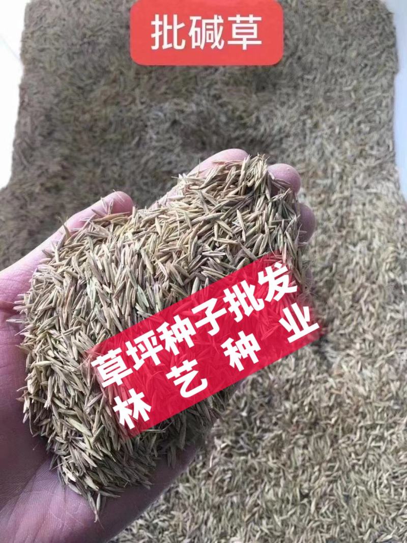 披碱草种子耐旱耐盐碱牧草种籽抗风沙抗寒草坪种子鸭碱茅草种