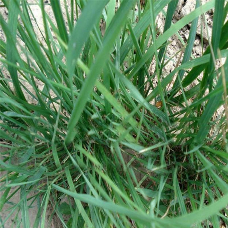 披碱草种子耐旱耐盐碱牧草种籽抗风沙抗寒草坪种子鸭碱茅草种