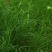 百喜草种子进口草坪种子工程绿化草坪种子防水土流失草种